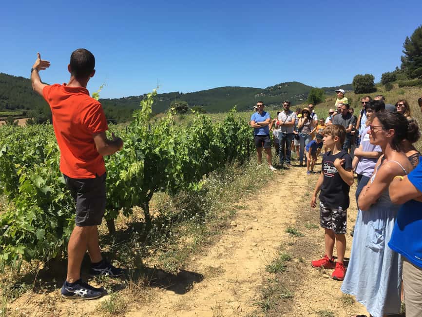 Bandol: Family Vineyard Tour and Tasting - Inside the cellar, from fermentation to oak