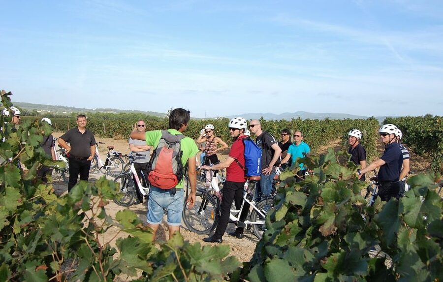 Barcelona: Bike & Wine Guided Tour - Penedès vineyards - Inside the traditional organic winery