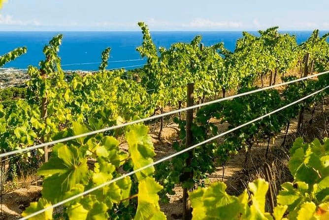 Barcelona eBike Beach Private Tour to Vineyards & Picnic - The Bouquet d’Alella winery and four wines