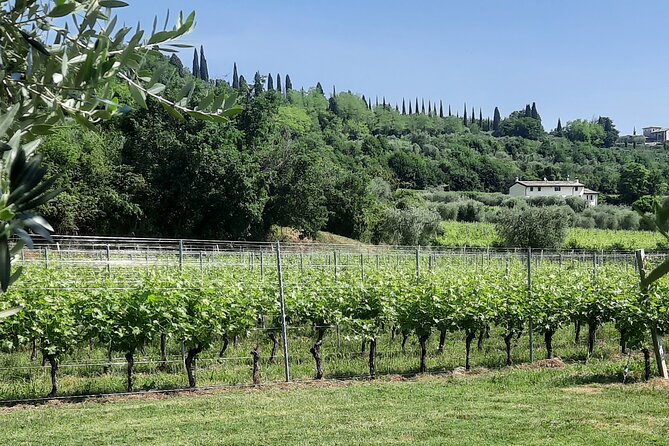 Bardolino: vineyard tour, wine, oil and food tasting - Who will enjoy this Bardolino tasting?