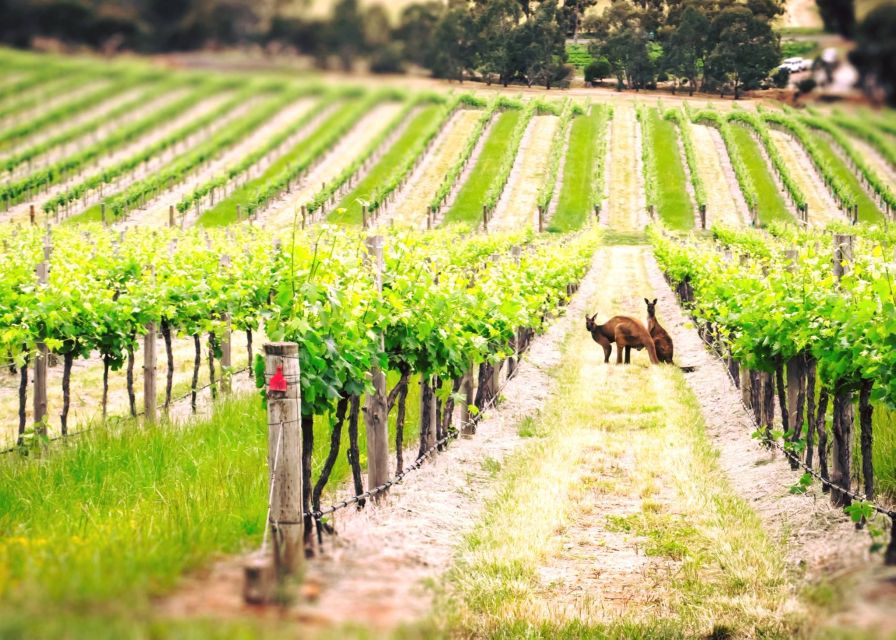 Barossa Valley: Two Hands 1.5-Hour Vineyard Tour - Why this short Two Hands tour works