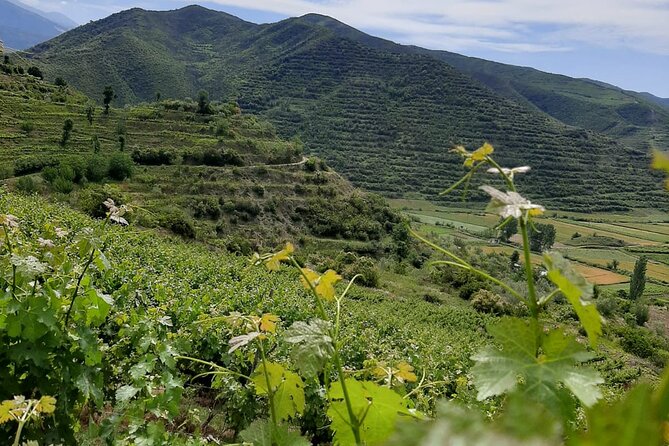 Berat 4x4 Off-Road and Vineyard Wine Tasting - What comes with the three wines