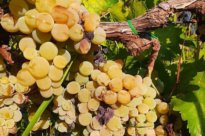 Berat 4x4 Off-Road and Vineyard Wine Tasting - Who will enjoy this most