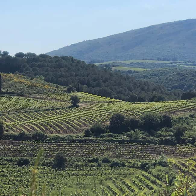 Béziers : Explore the Faugères Vineyards with a Picnic - Is $140 a Fair Price?