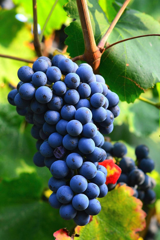 Béziers : Explore the Faugères Vineyards with a Picnic - Who Will Enjoy This Outing Most?