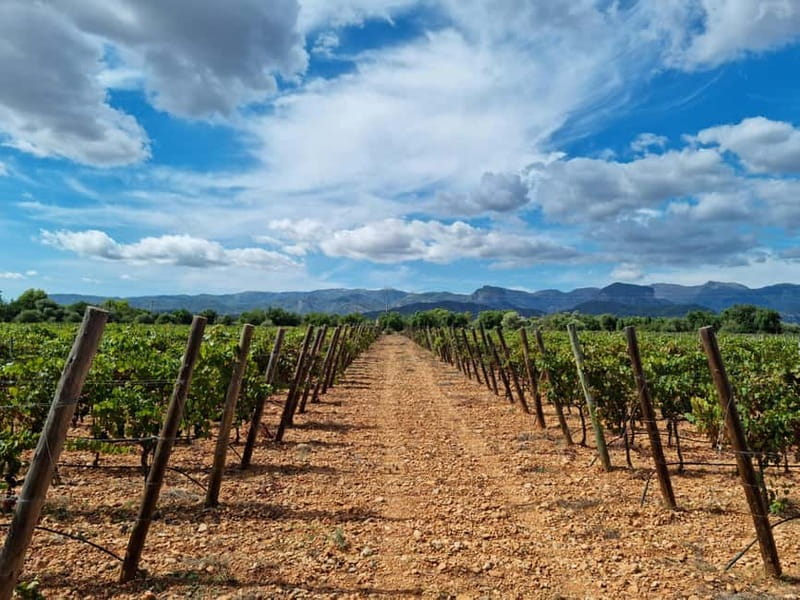 Binissalem: Individual vineyard tour and wine tasting in German - Inside the bodega, handmade wine takes center stage