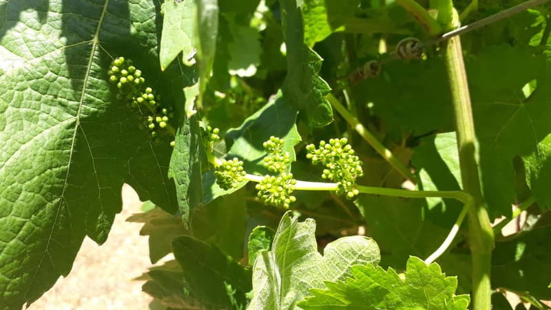 Binissalem: Individual vineyard tour and wine tasting in German - Small snacks make the tasting feel generous