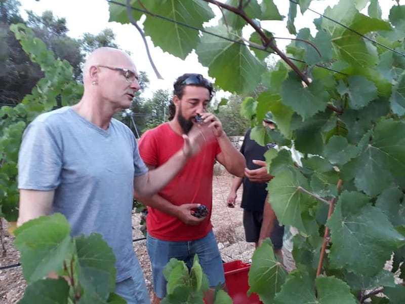 Binissalem: Individual vineyard tour and wine tasting in German - Is $29 a fair price?