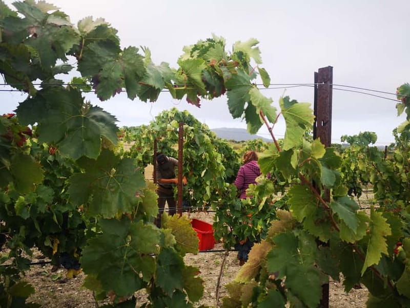 Binissalem: Individual vineyard tour and wine tasting in German - Who will enjoy this bodega most?