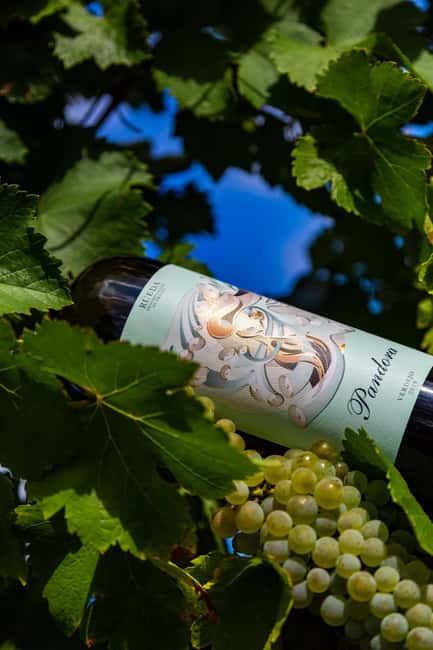 BODEGAS PANDORA: tour through vineyards and winery with wine tasting. - Arriving in the Heart of Rueda