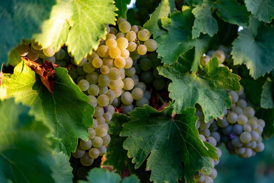 BODEGAS PANDORA: tour through vineyards and winery with wine tasting. - Inside the Winery: From Grapes to Wine