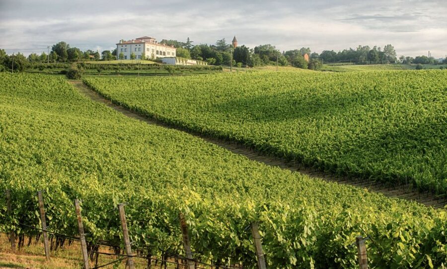 Bologna Vineyard Vista: a journey through Emilian wines - Why Pignoletto deserves your attention