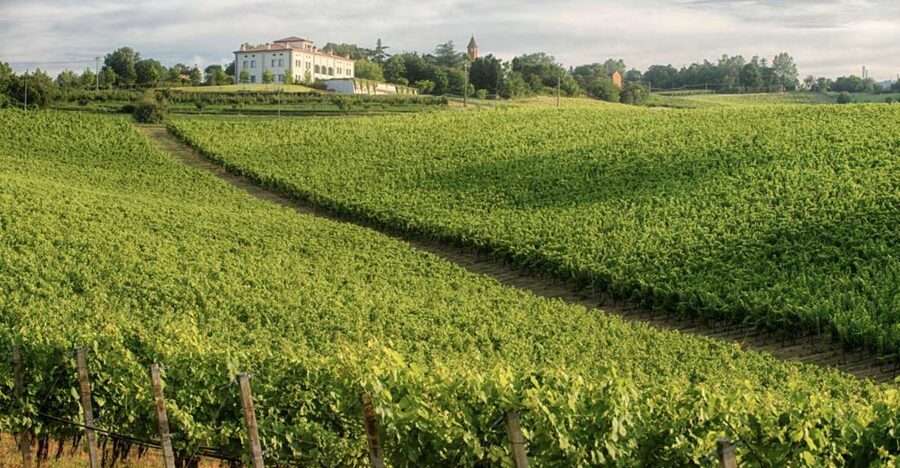 Bologna Vineyard Vista: a journey through Emilian wines - Who should book the Classic or Deluxe?