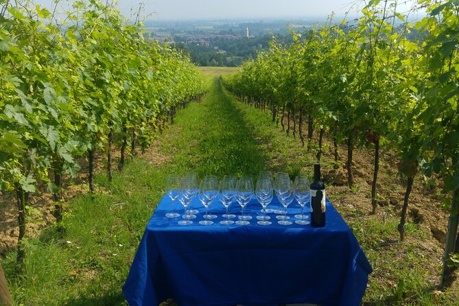 Bologna Wine Tasting & Winery Tour in the Colli Bolognesi - Four wines, including Pignoletto and Controluce Rosso