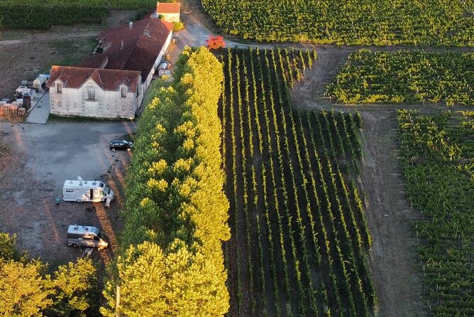 Bordeaux: Explore an Organic Family Vineyard with Tasting - Among the vines, where wine begins