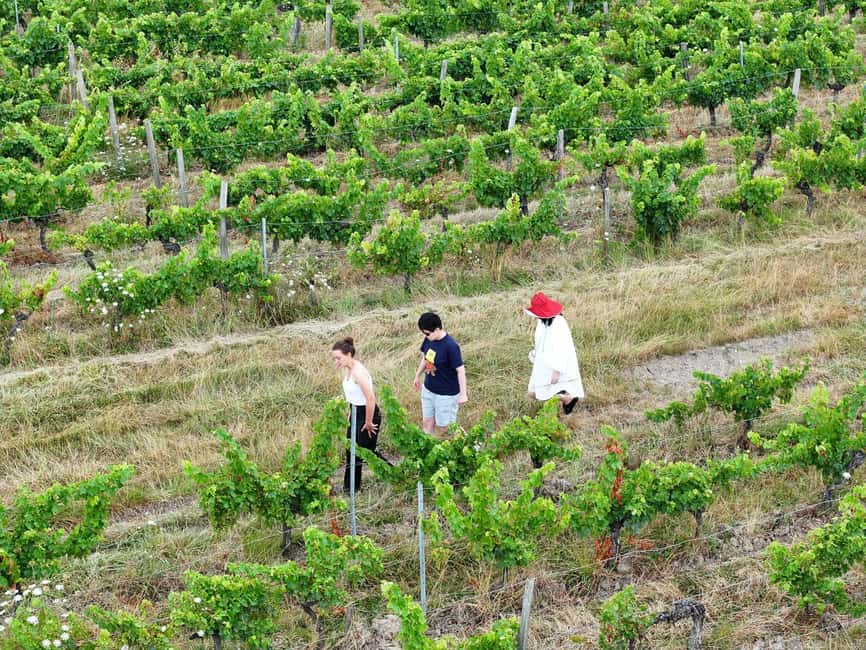 Bordeaux: Explore an Organic Family Vineyard with Tasting - Price, timing, and practical planning