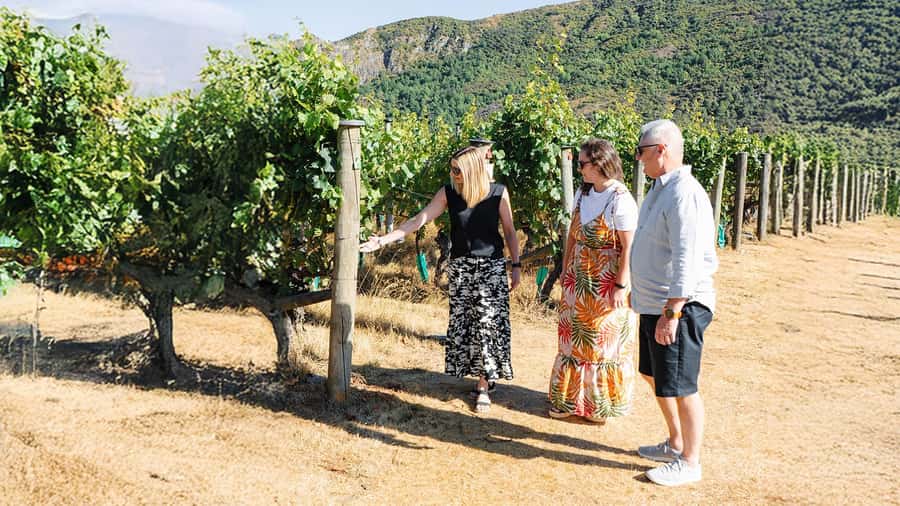 Boutique Winery Half-Day Tour & Vineyard Platter-Style Lunch - Why Central Otago makes a good wine day from Queenstown