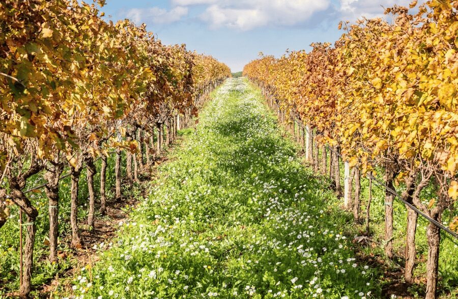 Boutique Winery Visit & Tasting near Rome - Why this winery visit makes sense from Rome