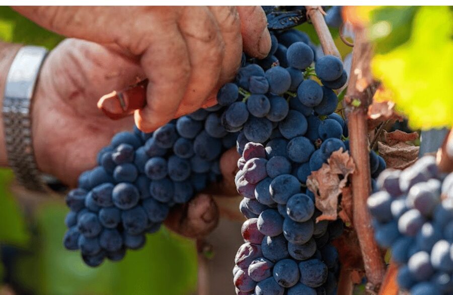 Boutique Winery Visit & Tasting near Rome - From steel tanks to oak barrels