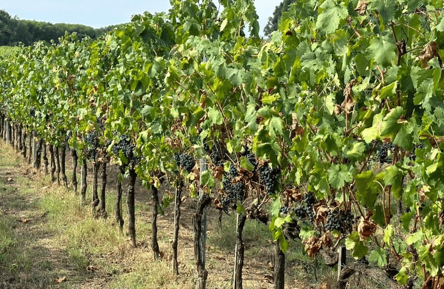 Boutique Winery Visit & Wine Tasting near Arezzo - Thirty minutes at the tasting table