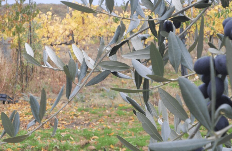 Boutique Winery Visit & Wine Tasting near Arezzo - Practical booking advice