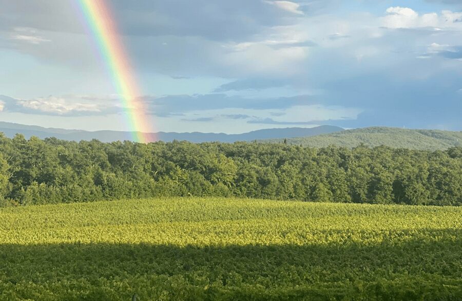 Boutique Winery Visit & Wine Tasting near Arezzo - Should you book Tenuta La Pineta?