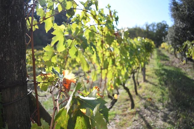 Brunello Vineyards Bus Tour - Timing, meeting point, and booking details