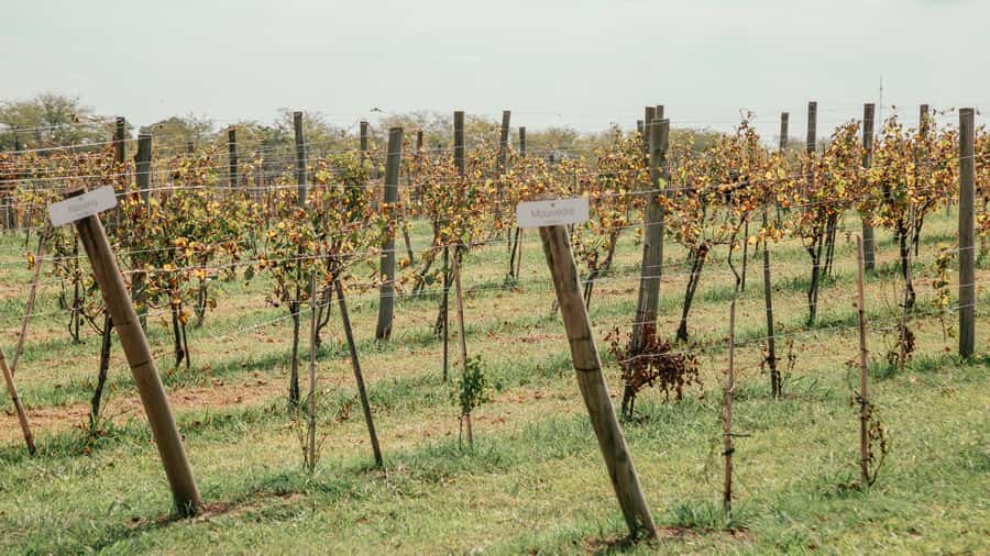 Buenos Aires: Wine Tasting & Lunch at Gamboa Vineyard - Practical details that improve the day