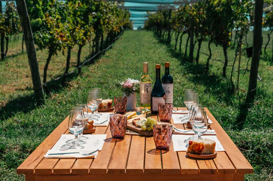 Buenos Aires: Wine Tasting & Lunch at Gamboa Vineyard - Walking the six hectares with a guide