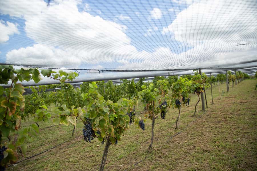 Buenos Aires: Wine Tasting & Lunch at Gamboa Vineyard - Casa Gamboa and the Terruño lunch