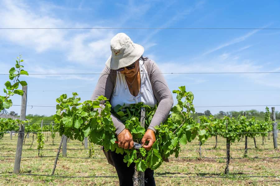 Buenos Aires: Wine Tasting & Lunch at Gamboa Vineyard - What the $220 price really covers