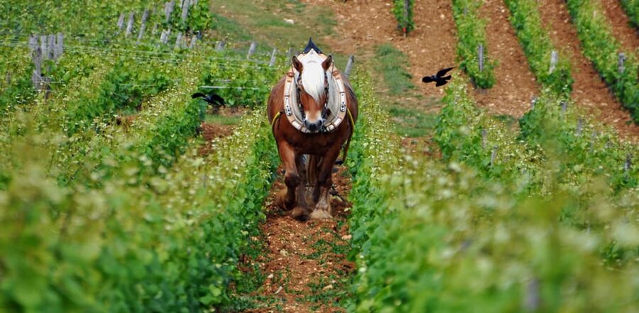 Burgundy Vineyards: Luxury Private Tours - The first cellar tasting and the meaning of Premier Cru
