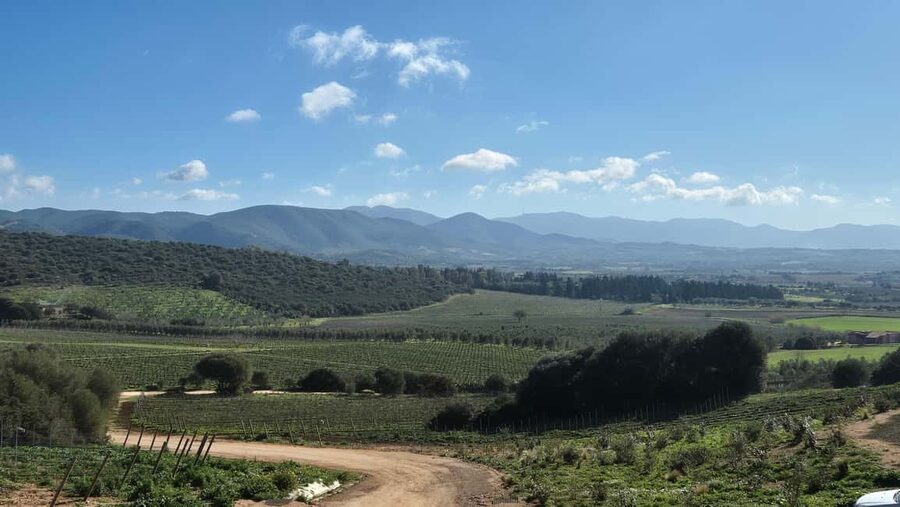 Cagliari - Guided tour of the vineyard and winery with tasting of 5 wines - Key points to know before booking