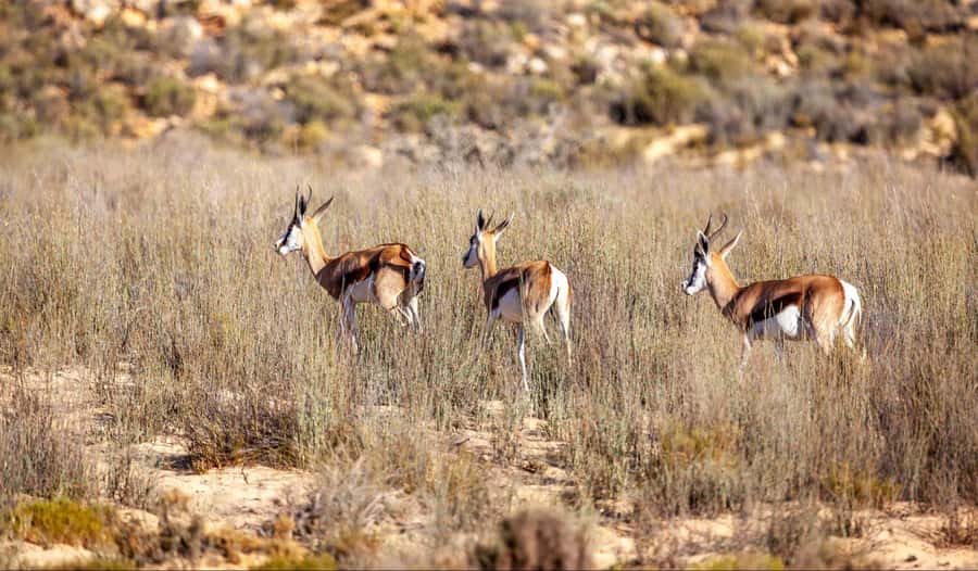 Cape Town: Aquila Reserve Safari with Lunch and Winery Visit - Who should book this Aquila day trip?