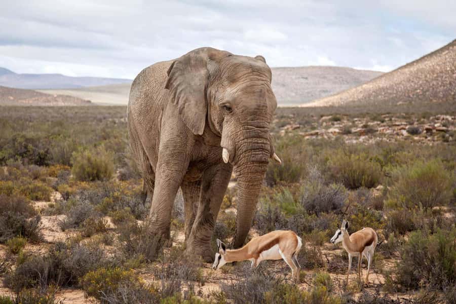 Cape Town: Aquila Reserve Safari with Lunch and Winery Visit - Aquila Private Nature Reserve and the two to three-hour drive