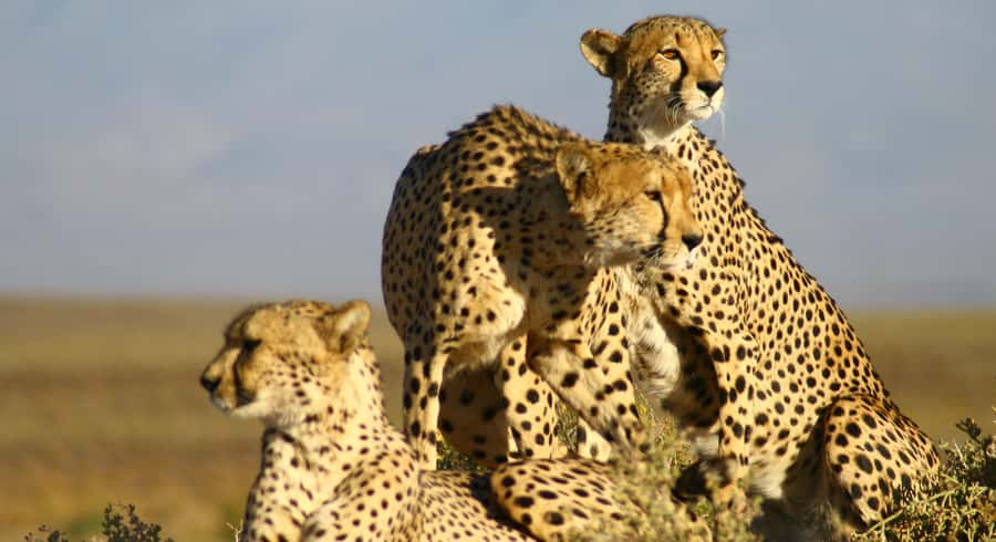 Cape Town: Aquila Reserve Safari with Lunch and Winery Visit - Paying the extra reserve entrance fee