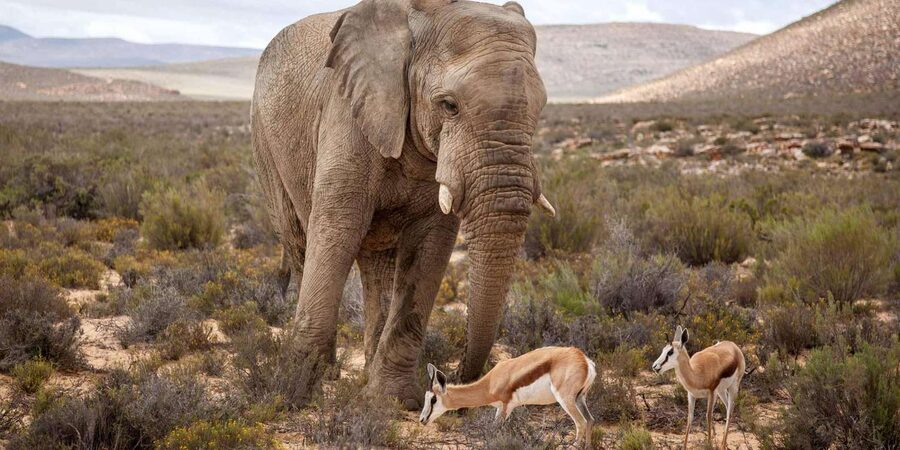Cape Town: Aquila Reserve Safari with Lunch and Winery Visit - Buffet lunch at the lodge