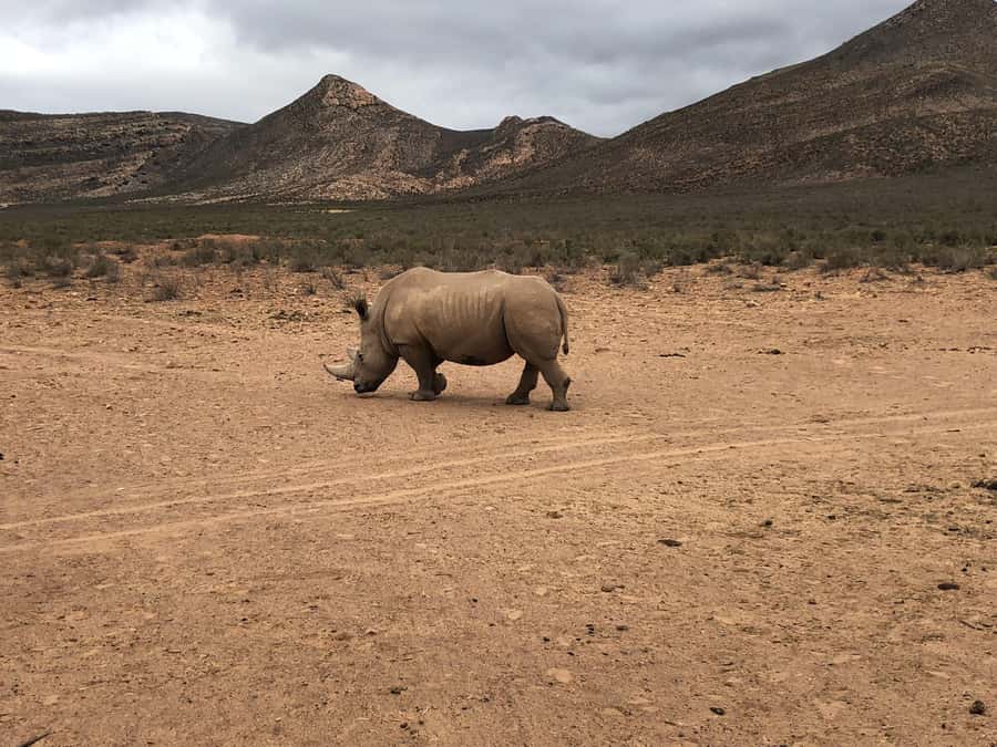 Cape Town: Aquila Reserve Safari with Lunch and Winery Visit - Fairview in Paarl: wine, cheese, and a second stop