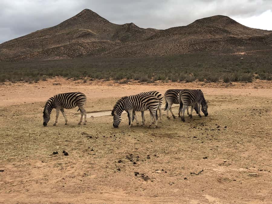 Cape Town: Aquila Reserve Safari with Lunch and Winery Visit - How the day feels as a whole