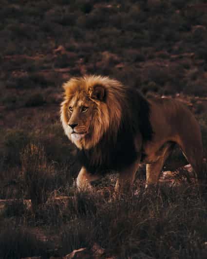 Cape Town: Aquila Reserve Safari with Lunch and Winery Visit - Is the $123 price good value?