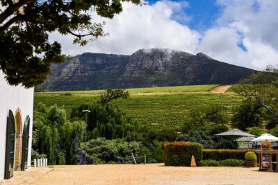Constantia Wine Route Tour