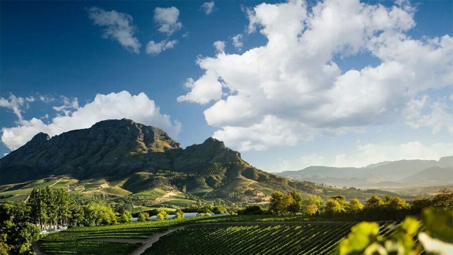Cape Wineland 3 Award Winning Vineyards - Why this Cape Winelands day works