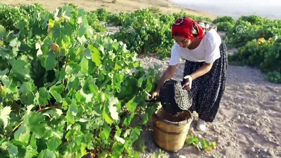 Cappadocia: Private Half-Day Vineyards & Wine Tasting Tour - Visiting three wineries, including Turasan