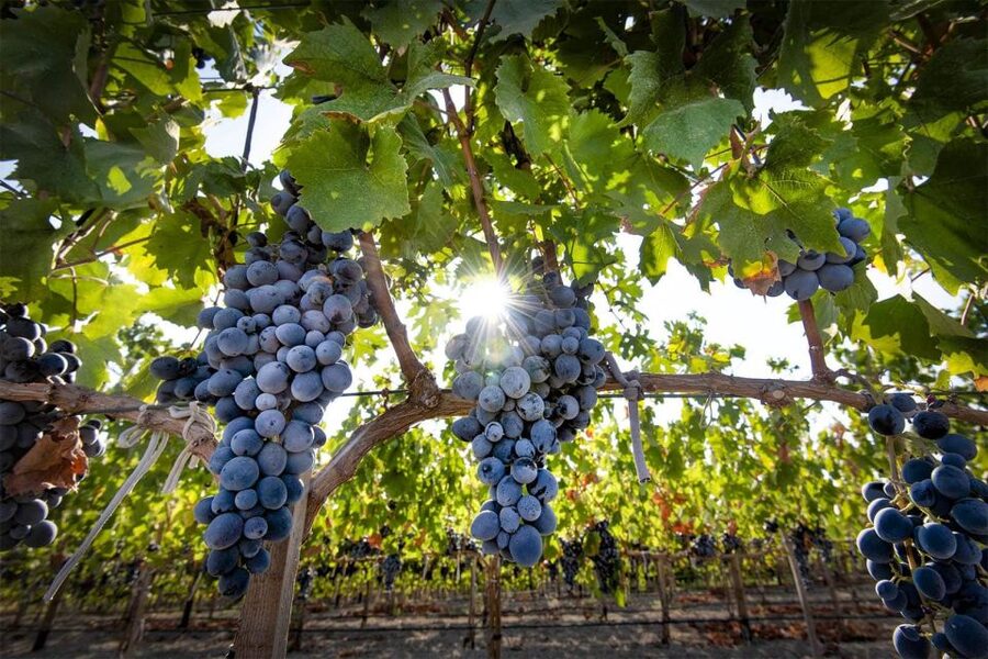 Cappadocia: Private Half-Day Vineyards & Wine Tasting Tour - Who will enjoy this four-hour outing