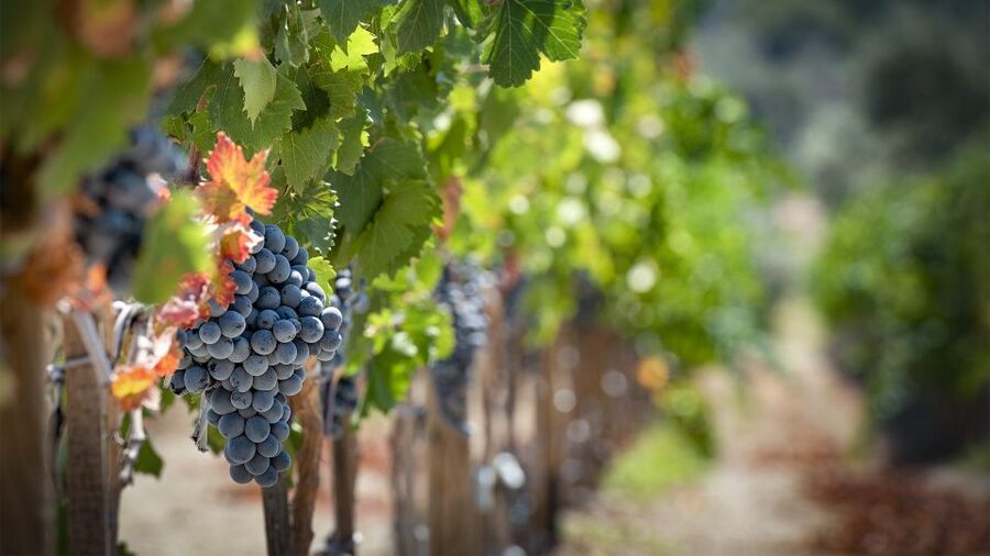 Cappadocia: Private Half-Day Vineyards & Wine Tasting Tour - Practical details before you book