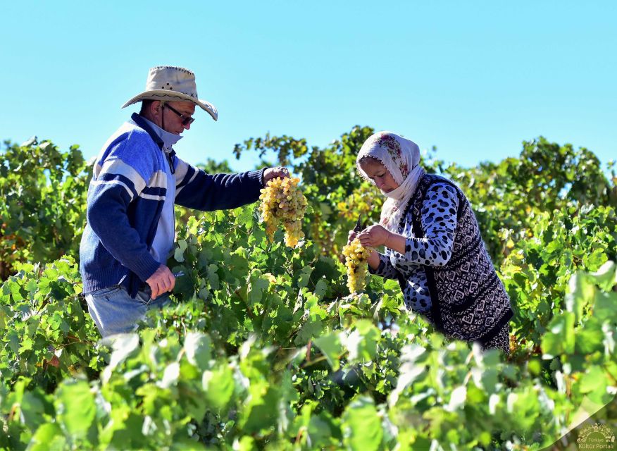 Cappadocia: Private Half-Day Vineyards & Wine Tasting Tour - Starting with hotel pickup between 9:30 and 10:00