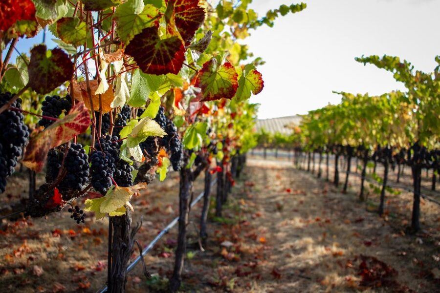 Cappadocia Vineyards Private Tour and Wine Tasting - Cross Church and Red Valley’s painted stone