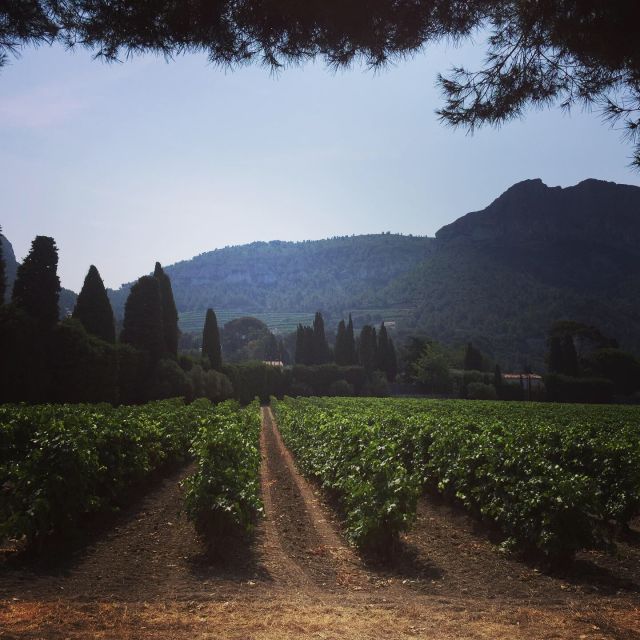 Cassis, Bandol, Le Castellet wine tour: Cliffs and Vineyards - Who should book this outing?