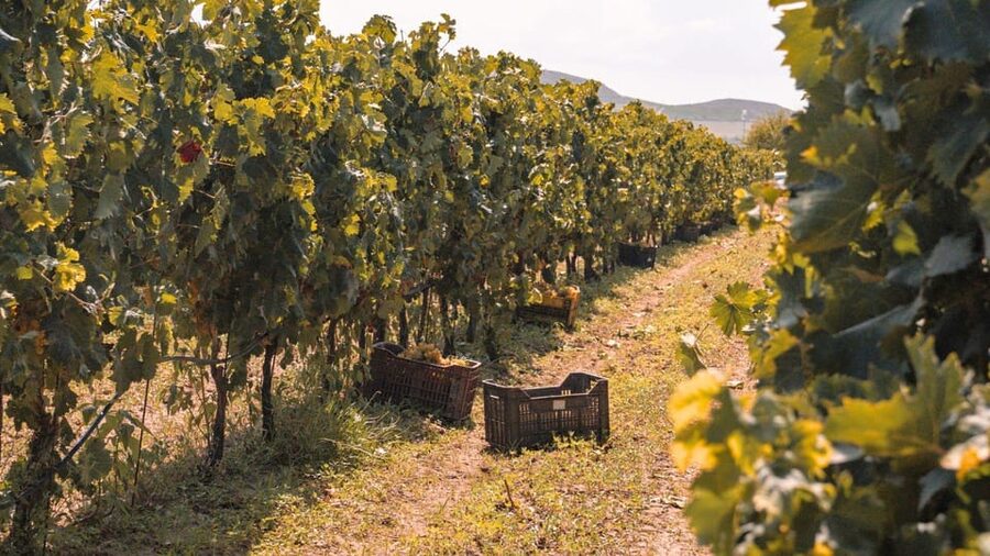 Castelsardo: visit a vineyard with wine tasting at sunset - Key points to know before you book