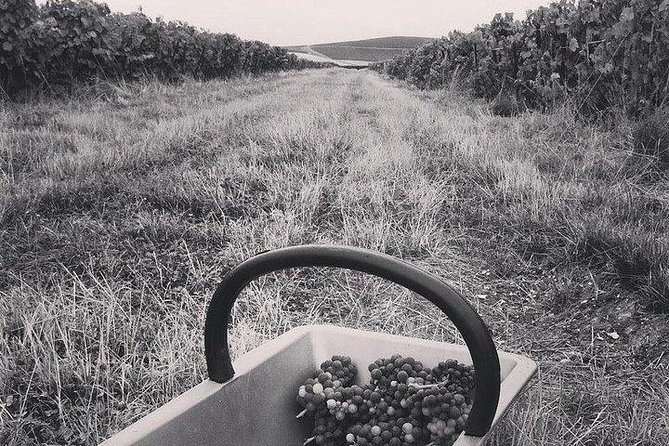 Champagne Lamiable: Stroll and taste in the Grand Cru Champagne vineyard - Starting in the hand-dug cellar